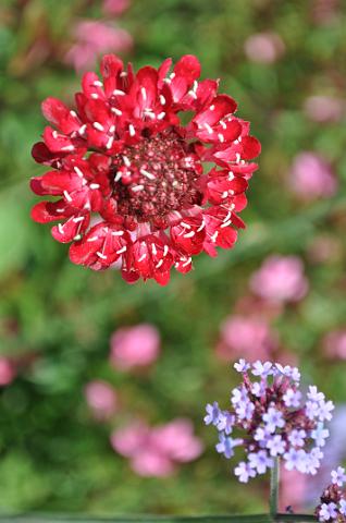 Muenchen 2011 533.jpg - München Botanischer Garten